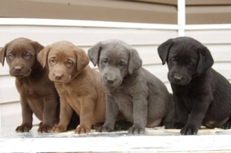 Mukautetut lahjat labradorin ystäville: Labrador Labradorinnoutajat: 7 ideoita-0