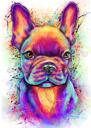 Fransk bulldogg porträtt Pastell akvarell
