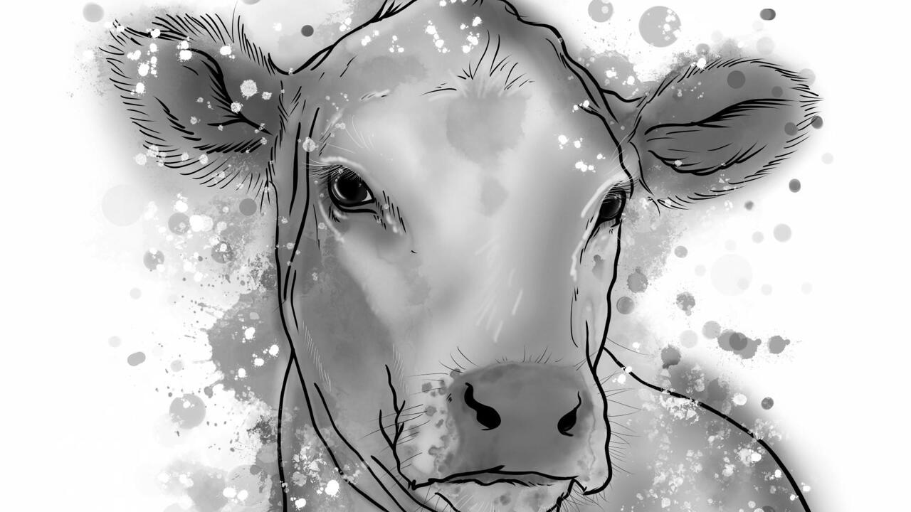 Drawing Contest Pictures of Cow - Image Page 1 - pxleyes.com