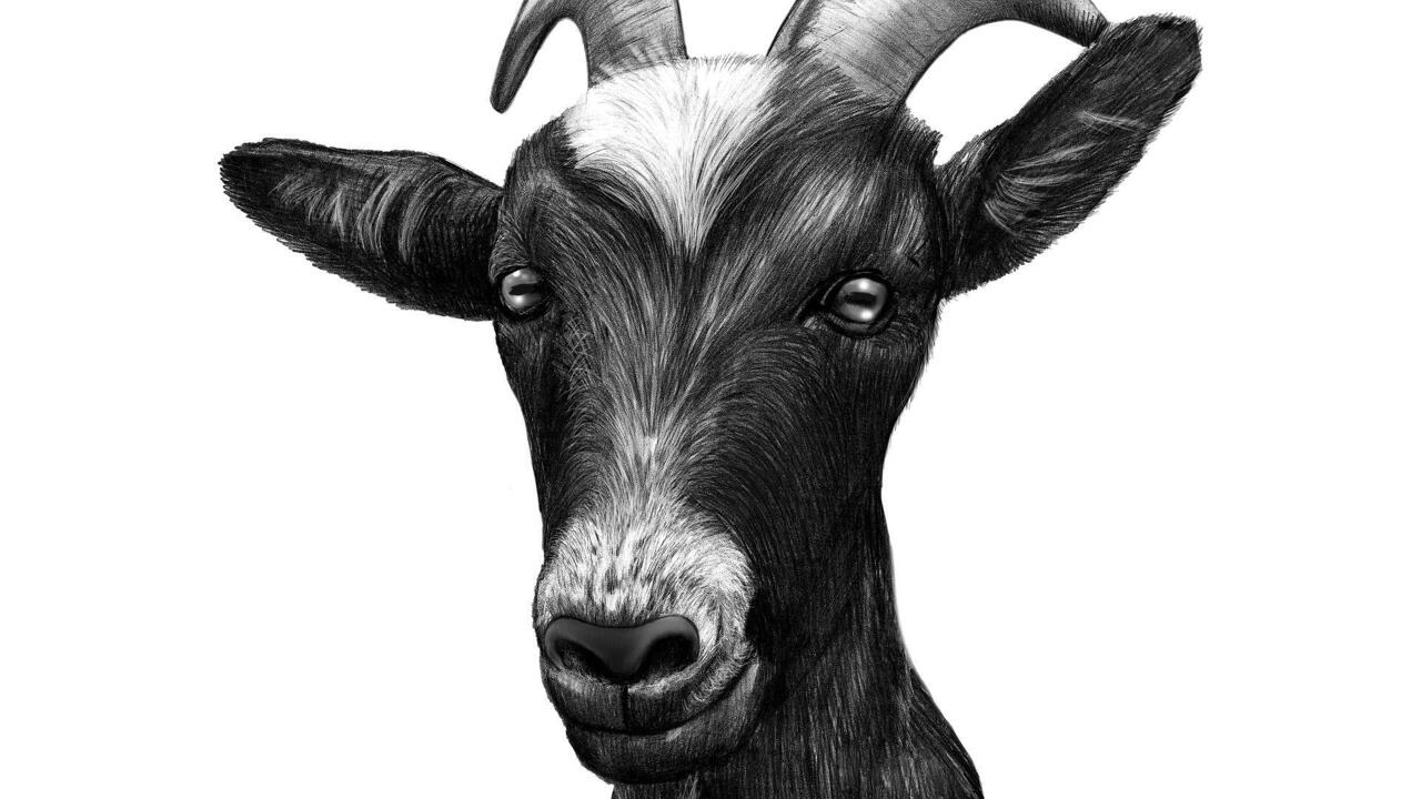 Mountain goat drawing, vintage animal | Free PSD - rawpixel