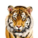 Portret de desene animate cu tigru colorat