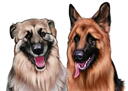 German+Shepherd+Caricature+Portrait+in+Black+and+White+Style