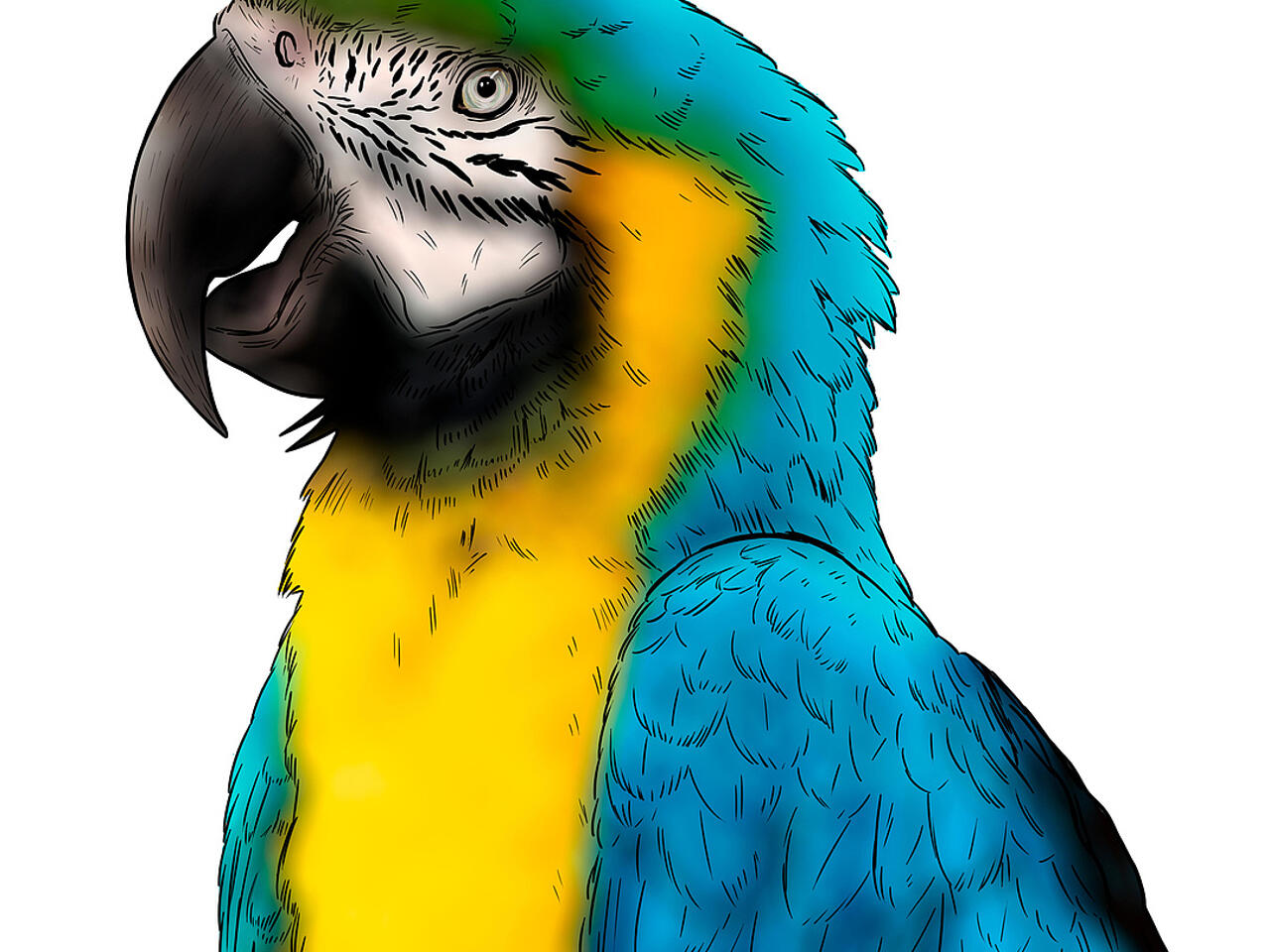 How To Draw an Adorable Parrot with Vibrant Colors