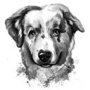 Watercolor Grayscale Australian Shepherd Caricature Portrait