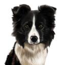 Custom Dog Portrait