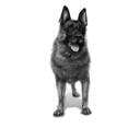 German Shepherd Caricature Portrait in Black and White Style